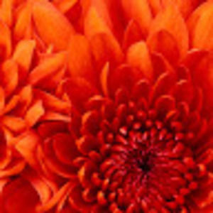 Meet your Posher, Lea